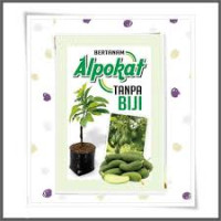 Bertanam Alpokat Tanpa Biji